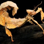 Backyard Bugs: Macleay’s Spectre Leaf Insect