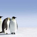 Giant fossils show penguin colours were once grey and red