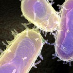 ‘Black Death’ killer identified as bacteria