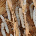 Genetically engineered silkworms spin stronger spider threads