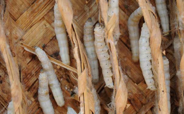 silkworms