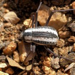 Desert beetle aids breakthrough in water collection