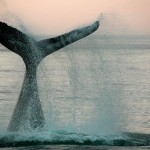 Whale poo has ‘huge influence’ on ocean health