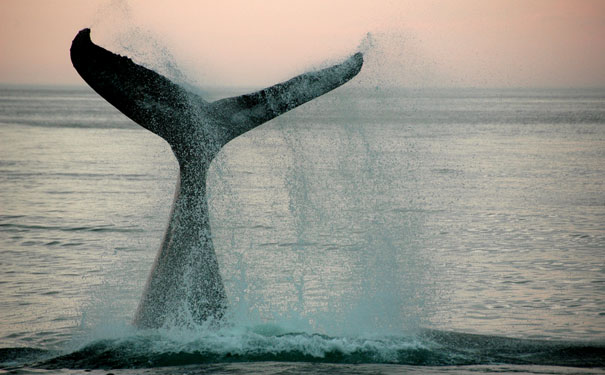 whale-tail