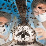 Maggot factory offers hope against flesh-eating parasites