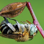 Backyard bugs: Meet the Blue Banded Bee