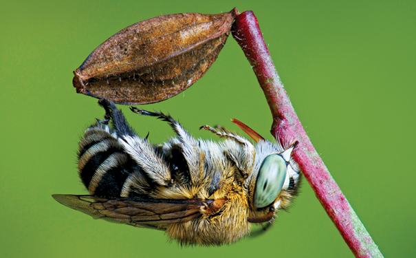 Blue-Banded-Bee-1-Hi-Res
