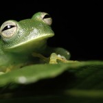 Searching for lost frogs in Columbia