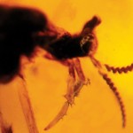 Unicorn flies discovered in amber