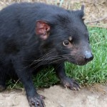 Tasmanian devils head north to new home