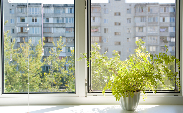 houseplant