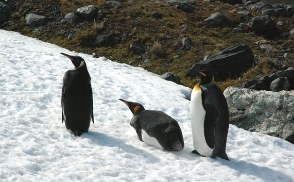 penguins