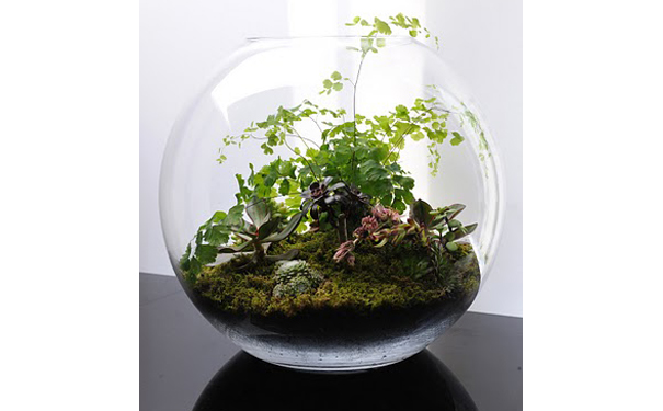 terrarium