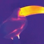 Toucan’s giant beak explained 