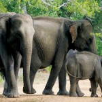 Charging elephants don’t run 