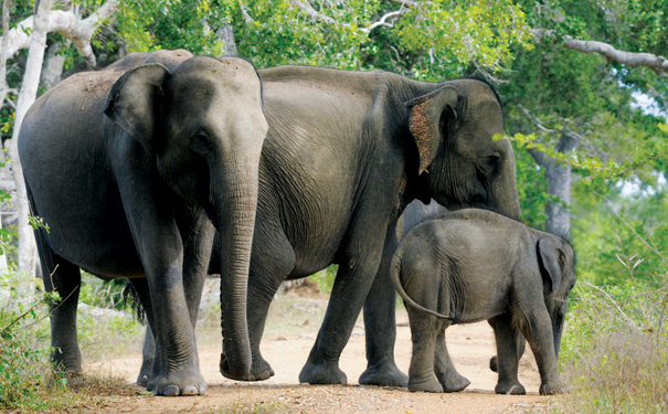 elephants