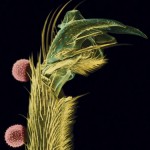 Grains of truth: Why pollen is the new hero of forensics