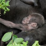 A precious baby gorilla for Taronga Zoo