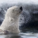 Photographing the polar bears of the High Arctic