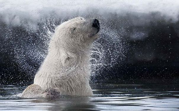 Polar-bear