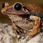 Lost frogs have been rediscovered in Haiti