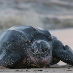 Tracking leatherback turtles across the Atlantic Ocean