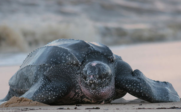 leatherback-turtle