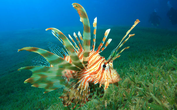 lionfish