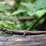 Ask Us: How do lizards survive when they lose their tail?