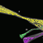 How snakes got legless