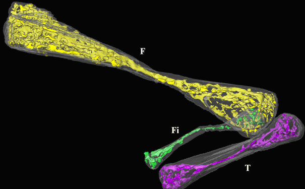SnakeLegBone