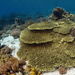 Coral reef networks help preserve fish species