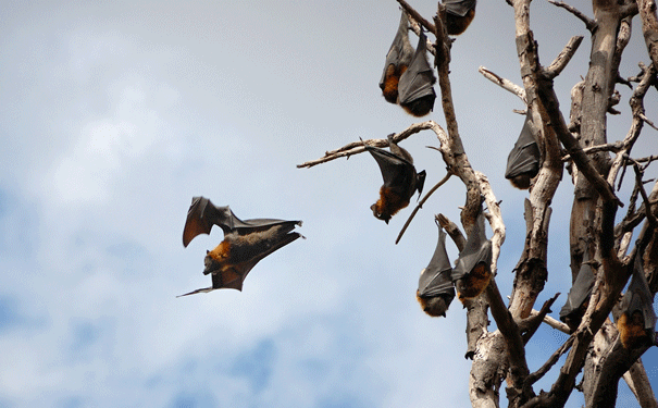 bats