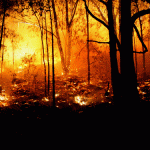 Bushfires have been in Australia for over 60 million years