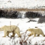 Climate change is causing a polar bear population drop