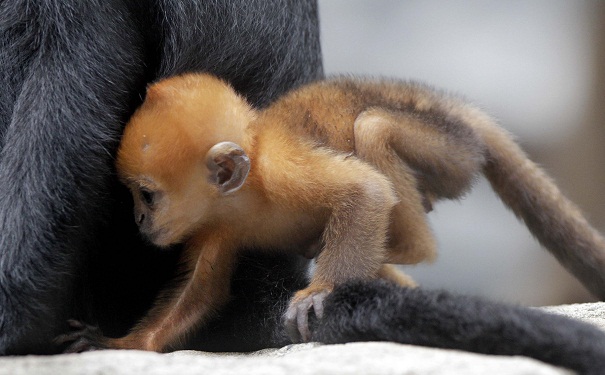 Animals at Taronga Zoo,Sydney,Australia