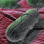 Spacebound bacteria provide a key to microbial virulence
