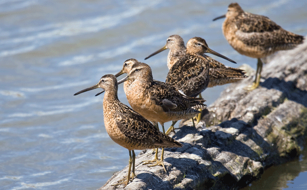 sandpiper