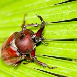 Beetle feet solve sticky problem