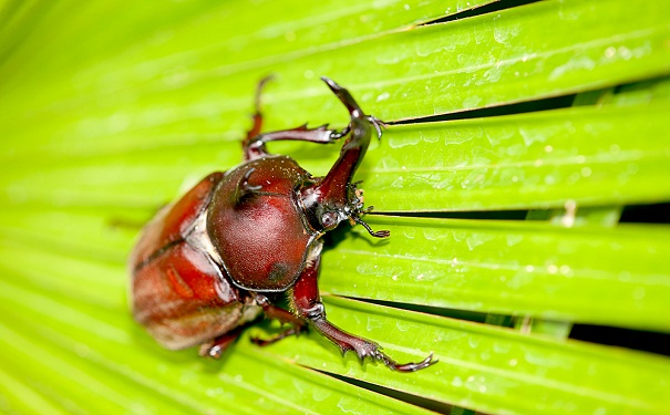 beetle