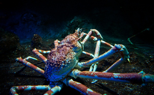 crab