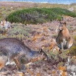 Giant rabbit once ruled Minorca