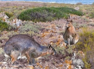 Giant rabbit once ruled Minorca | Science Illustrated