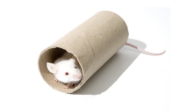 mouse