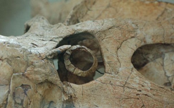 nocturnal_dinos1_f