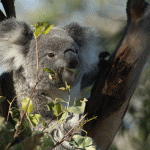 Planting trees halts koala decline