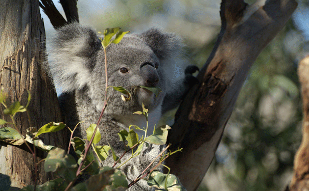 koalaUSYD