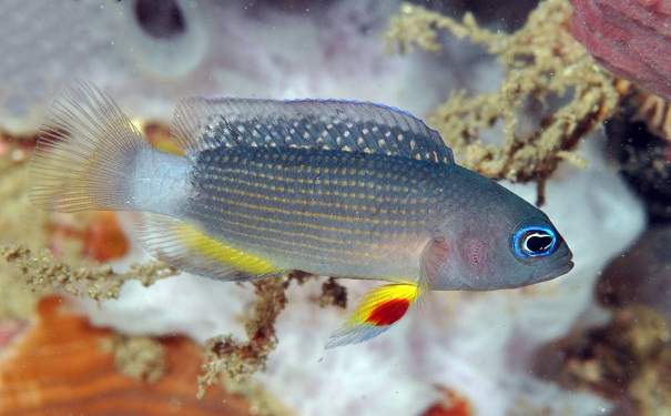 manonichthys_juvenile_new_dottyback_gra