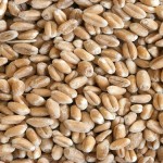 New hope for coeliac disease sufferers