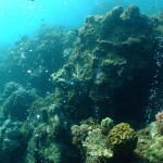 Carbon seeps predict the future for coral reefs